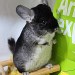 Chinchilla Black Velvet