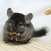 Chinchilla Ebony Moyen Foncé