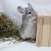 Chinchillas Violet