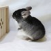 Chinchilla Black Velvet