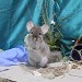 Chinchilla Beige Velvet, chinchilla brown Velvet