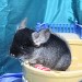 Chinchilla Black Velvet