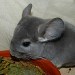 Chinchillas Violet