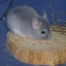 Chinchilla Diamant Bleu