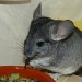 Chinchilla standard