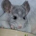 Chinchilla Wilson Ebony