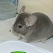 Chinchillas Violet