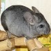 Chinchilla Ebony Clair