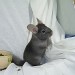 Chinchilla Saphir Ebony