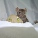 Chinchilla Beige Tower