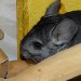 Chinchilla standard