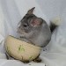 Chinchilla Wilson Ebony