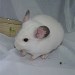 Chinchilla Blanc Wilson