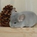 Chinchilla Wilson-Violet