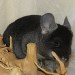 Chinchilla Ebony Velvet