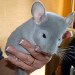 Chinchilla Diamant Bleu