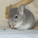 Chinchillas Violet