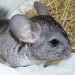 Chinchilla standard