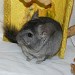 Chinchilla Ebony Clair