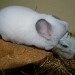 Chinchilla Blanc Wilson