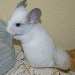 Chinchilla Blanc Wilson