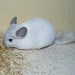 Chinchilla Blanc Wilson