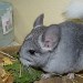 Chinchilla Wilson Ebony