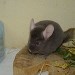 Chinchilla Pastel Foncé, chinchilla Chocolat, chinchilla extra dark Tan