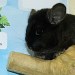 Chinchilla Ebony extra dark