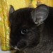 Chinchilla ebony extra dark