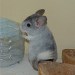 Chinchilla Wilson Ebony