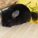 Chinchilla ebony très foncé