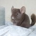 Chinchilla Chocolat, chinchilla Extra Dark Tan