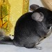 Chinchilla Black Velvet