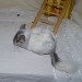 Chinchilla Wilson Ebony