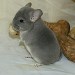 Chinchillas Violet