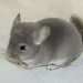 Chinchillas Violet