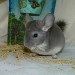 Chinchillas Violet