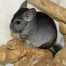 Chinchilla Ebony Clair