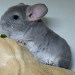 Chinchillas Violet