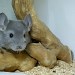 Chinchillas Violet