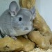 Chinchillas Violet