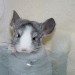 Chinchilla Wilson Ebony