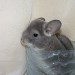 Chinchillas Violet