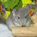 Chinchillas Violet