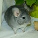 Chinchilla Saphir