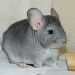 Chinchilla Saphir