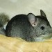 Chinchilla standard