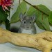 Chinchillas Violet