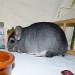 Chinchilla standard